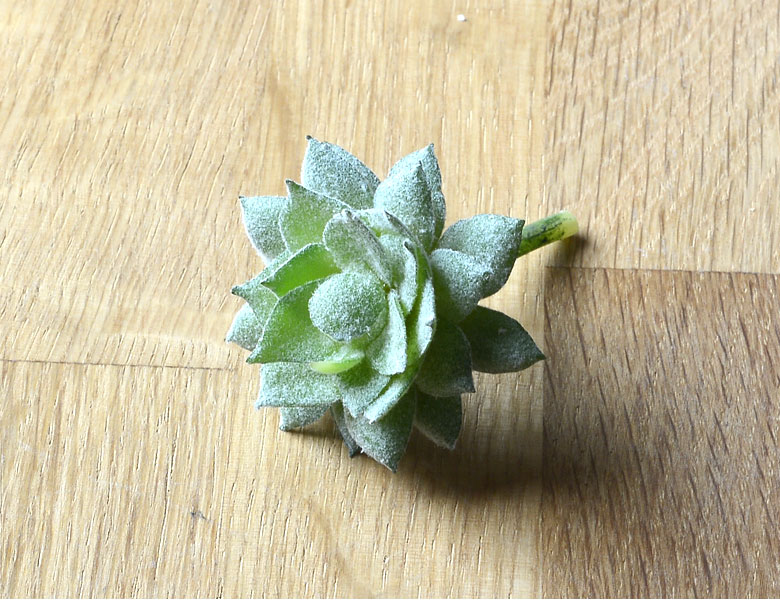 多肉植物 造花 フェイクグリーン フェイク多肉植物 パキベリア 霜の朝 アーティフィシャルフラワー