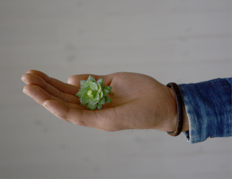 多肉植物 造花 フェイクグリーン フェイク多肉植物 パキベリア 霜の朝 アーティフィシャルフラワー