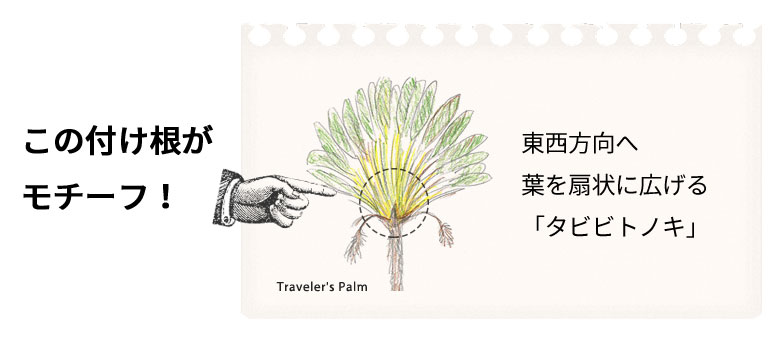 タビビトノキ説明