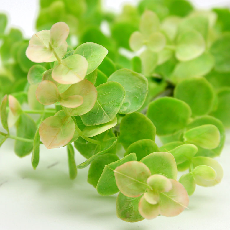 本物そっくりのフェイク植物