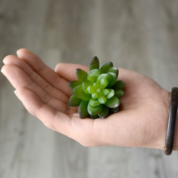 セダムのフェイク多肉植物[Aタイプ グリーン](63400) 【生活雑貨の