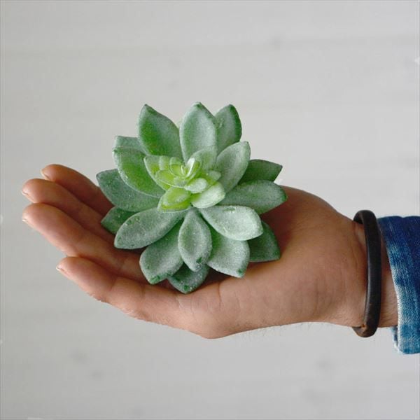 造花♪多肉植物と小花♪ アオニウムのフェイク多肉植物[Dタイプ](63430) 【生活雑貨のELEMENTS