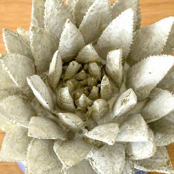 **巻きレース風の木製オブジェ** 多肉植物のアンティーク風オブジェ（ガドレア）(64800)【生活雑貨の