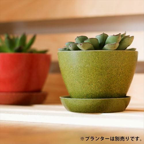 植木鉢用 受け皿 エコプレート 鉢皿 2号 円形 底面直径 約6.5cm 高さ