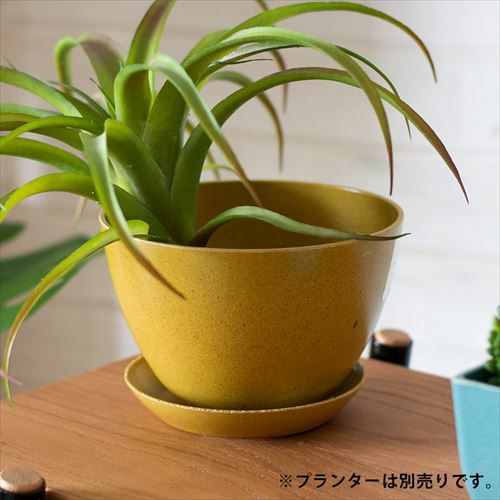 植木鉢用 受け皿 エコプレート 鉢皿 3号 円形 底面直径 約10.5cm 高さ