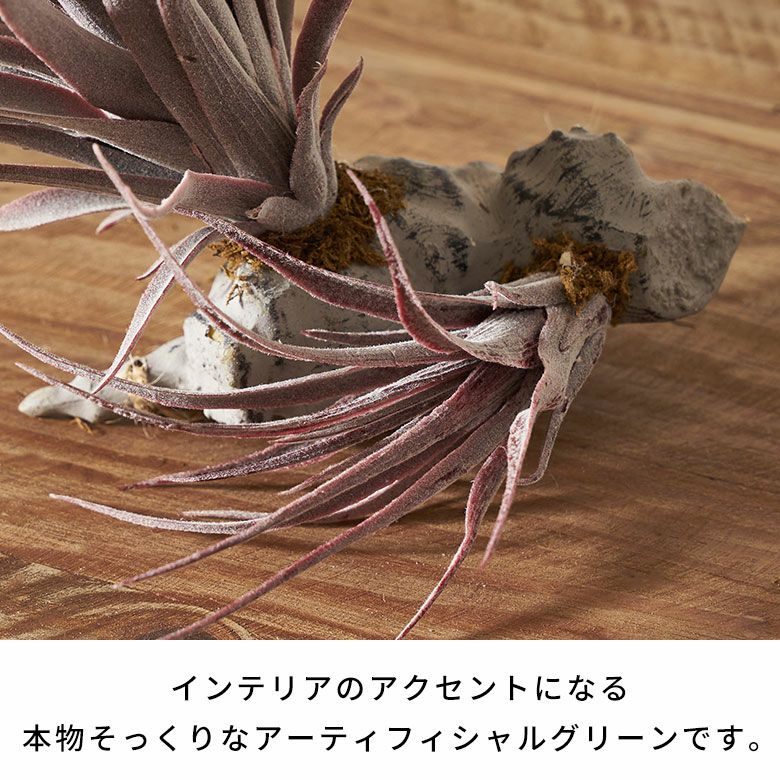 フェイクグリーン チランジア パープル 養生 着床 観葉植物 フェイク