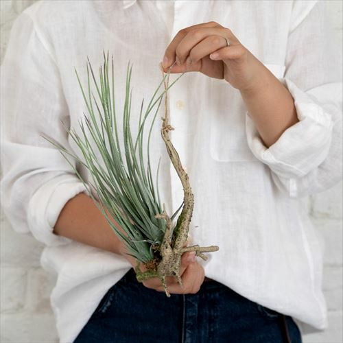 000000001355-03.jpg?size=l&w=