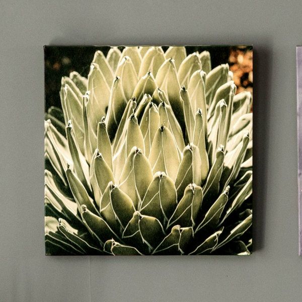 アートパネル アガベ 花 フラワー 植物 写真 アートフレーム 約30cm