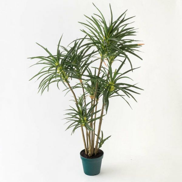 ユッカ　プレミアムゴールド　芋2つき鉢植え　 緑と黄色のストライプ 約90cm 0000000196792_MZ6RDv2.jpg