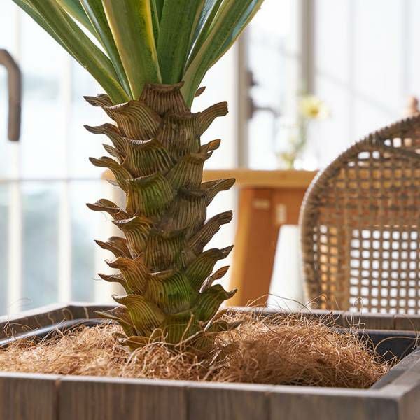 フェイクグリーン ユッカ グロリオサ 高さ 70cm 観葉植物 グリーン