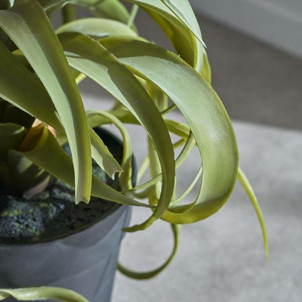 フェイクグリーン チランジア キセログラフィカ 高さ 30cm 観葉植物