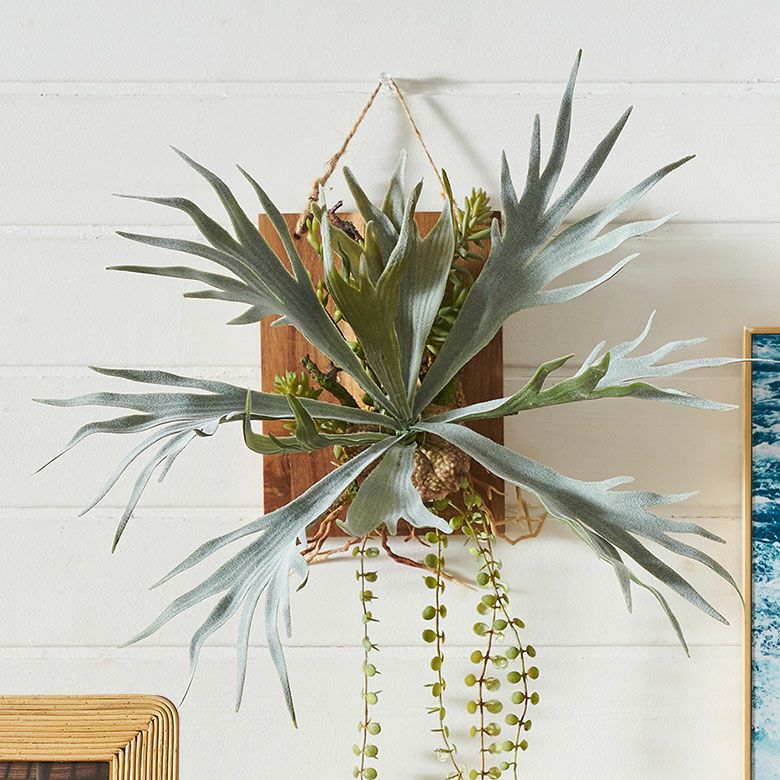 【巨大】ビカクシダ 壁掛け観葉植物（引取限定） フェイクグリーン ウォールハンギング ビカクシダ アカシア 木製