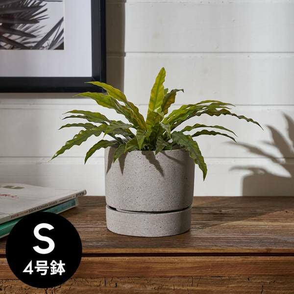 植木鉢 ポリストーン ストーン調 セメント調 4号鉢 受皿 底穴あり 小型