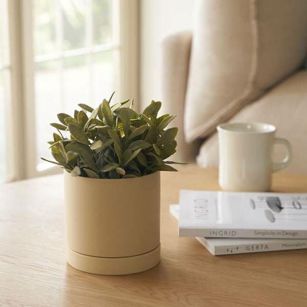 植木鉢 陶器 マット 4号鉢 受皿 底穴あり 小型 Sサイズ 約 W 11.5cm D