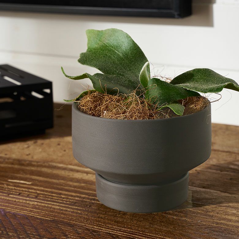 植木鉢 陶器 マット 4号鉢 受皿 底穴あり 小型 ロータイプ 約 W 11.5cm