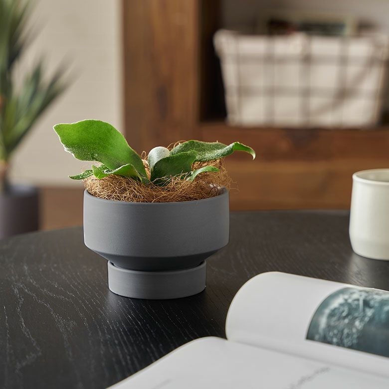 植木鉢 陶器 マット 4号鉢 受皿 底穴あり 小型 ロータイプ 約 W 11.5cm