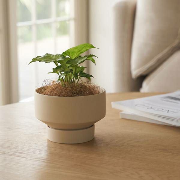植木鉢 陶器 マット 4号鉢 受皿 底穴あり 小型 ロータイプ 約 W 11.5cm