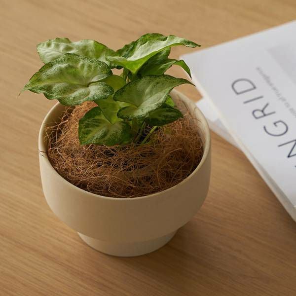 植木鉢 陶器 マット 4号鉢 受皿 底穴あり 小型 ロータイプ 約 W 11.5cm