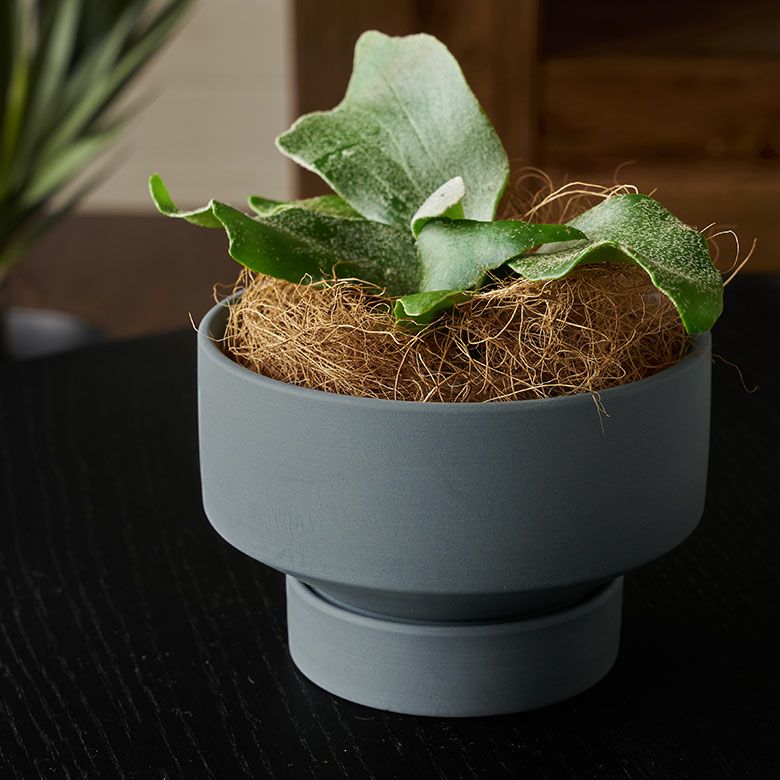 植木鉢 陶器 マット 4号鉢 受皿 底穴あり 小型 ロータイプ 約 W 11.5cm