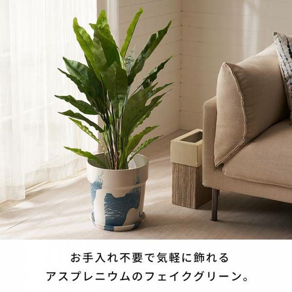 アスプレニウム 高さ90cm・6号鉢