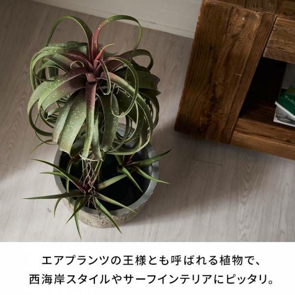 フェイクグリーン チランジア キセログラフィカ 高さ 83cm 観葉植物