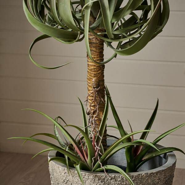 フェイクグリーン チランジア キセログラフィカ 高さ 83cm 観葉植物