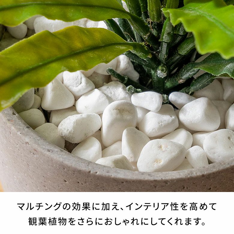 レア 希少 金海石 鑑賞 天然石 原石 置物 鑑賞石 鉢 冷麺鉢 小物入れ ts-02.jpg