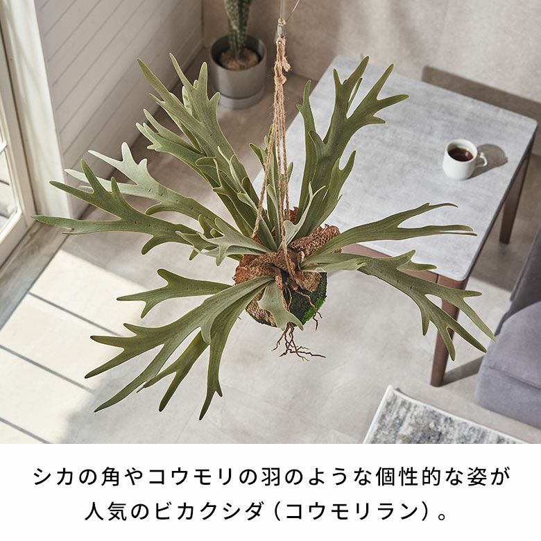 水やりの要らないリアルな造花 ビカクシダ（コウモリラン）のフェイク