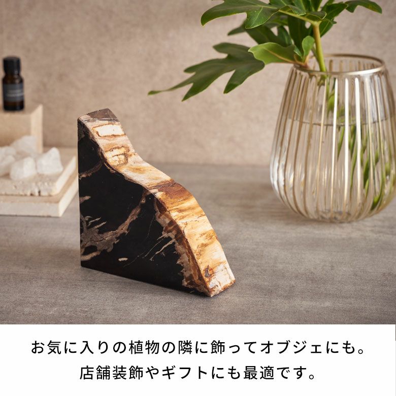 大自然の歴史を纏う木の化石フォッシルストーンで作られたブックエンド