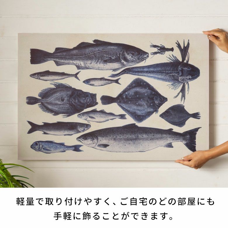 古い図鑑の気品をまとう“海の標本”クラシックアートパネル[Specimens