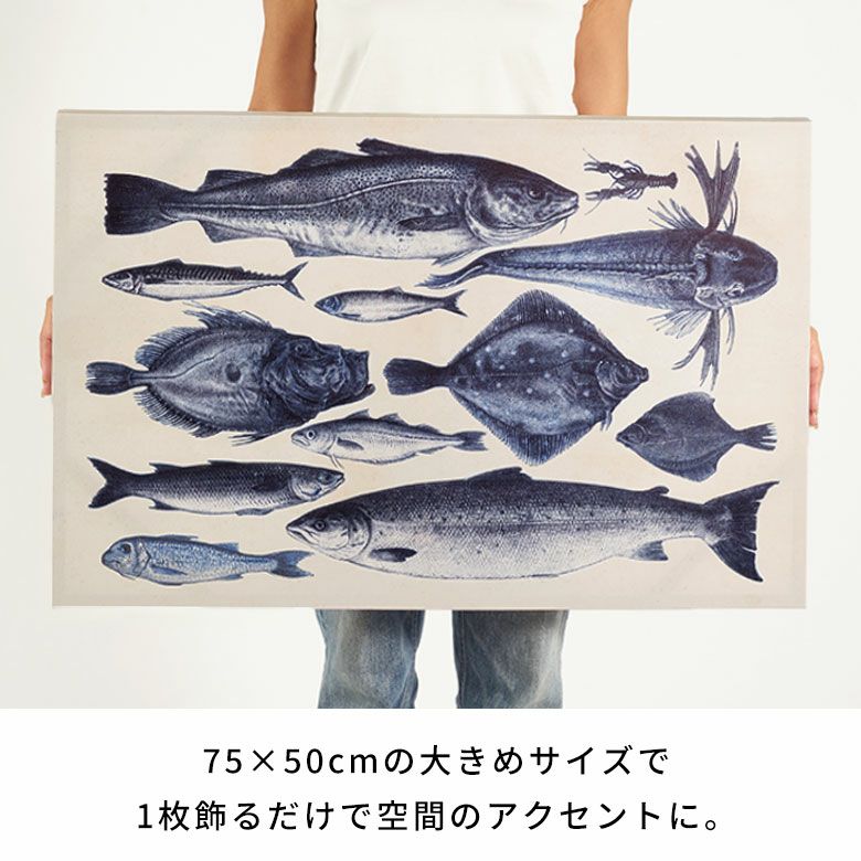 古い図鑑の気品をまとう“海の標本”クラシックアートパネル[Specimens
